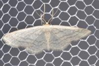 Idaea subsericeata