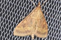 Ostrinia nubilalis/scapulalis