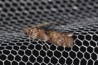 Phycita roborella
