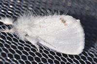Sphrageidus similis