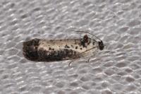 Hedya salicella