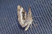 Epirrhoe alternata