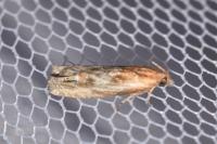 Eucosma cana
