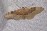 Idaea degeneraria