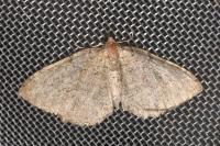 Philereme vetulata