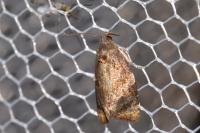 Ditula angustiorana