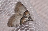 Nola cucullatella
