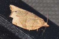 Pandemis cerasana