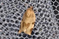 Choristoneura hebenstreitella
