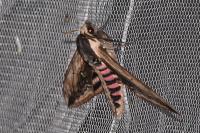 Sphinx ligustri
