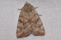 Cosmia trapezina