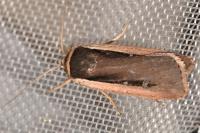 Ochropleura leucogaster