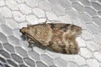 Ephestia elutella/woodiella