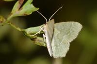 Hemithea aestivaria