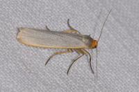 Manulea complana
