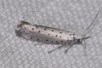 Yponomeuta padella
