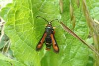 Pyropteron chrysidiforme