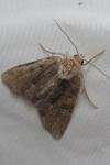 Oligia latruncula/strigilis/versicolor