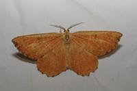 Angerona prunaria