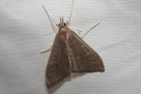 Mecyna asinalis