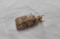 Agonopterix ciliella/heracliana