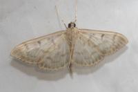Patania ruralis
