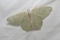 Hemithea aestivaria