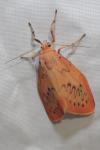 Miltochrista miniata