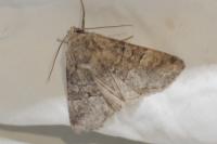 Brachylomia viminalis
