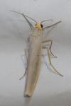 Eilema caniola