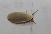 Collita griseola