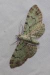 Pasiphila rectangulata