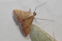 Endotricha flammealis