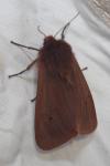 Phragmatobia fuliginosa