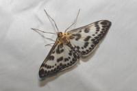 Anania hortulata