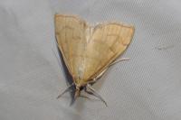 Anania crocealis
