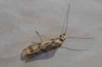 Homoeosoma sinuella
