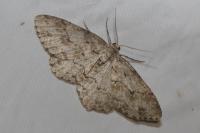 Ectropis crepuscularia