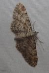 Gymnoscelis rufifasciata