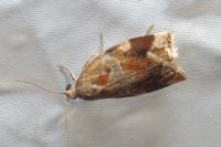 Archips xylosteana
