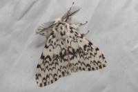 Lymantria monacha
