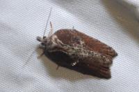 Acleris hastiana
