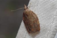 Pandemis heparana