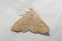 Paracolax tristalis