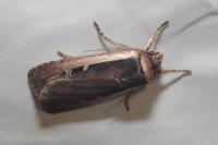 Ochropleura leucogaster