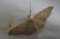Idaea aversata