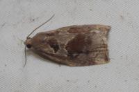 Archips crataegana