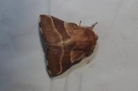 Malacosoma neustria
