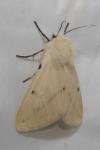 Spilarctia lutea