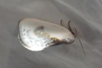 Cilix glaucata